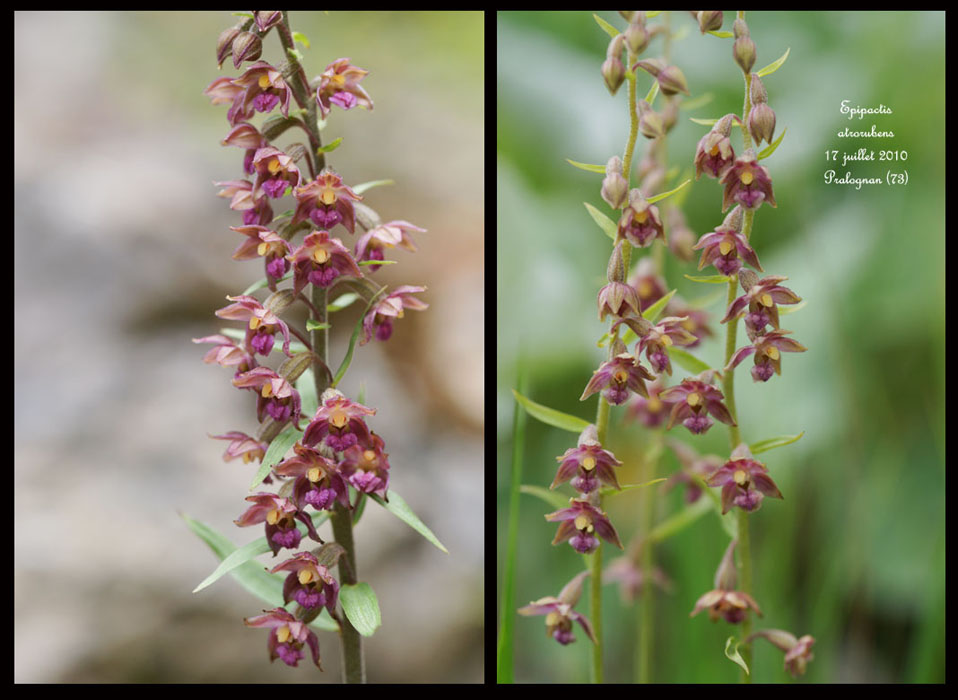 Epipactis-atrorubens