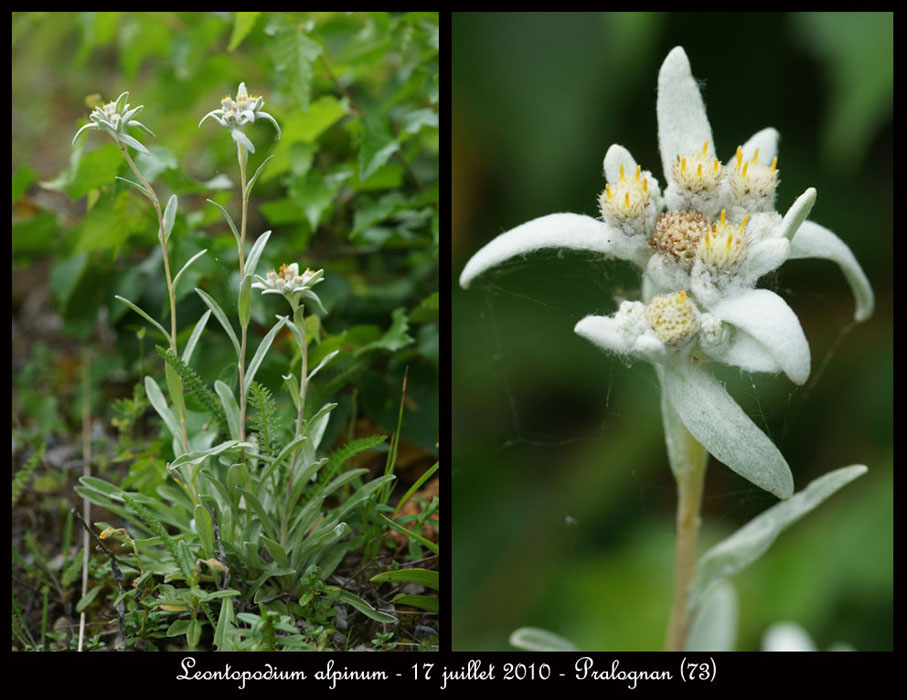 Leontopodium-alpinum