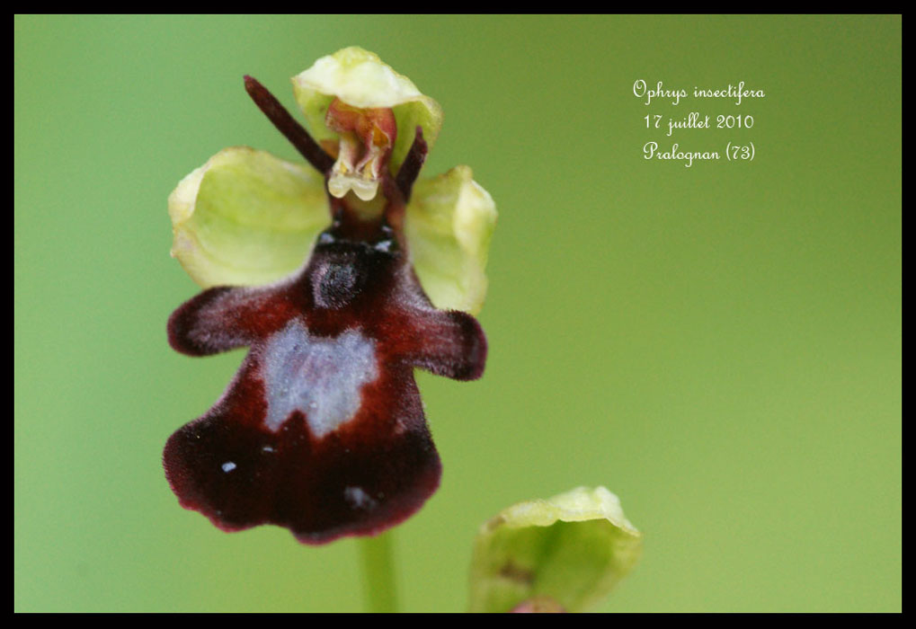 Ophrys-insectifera