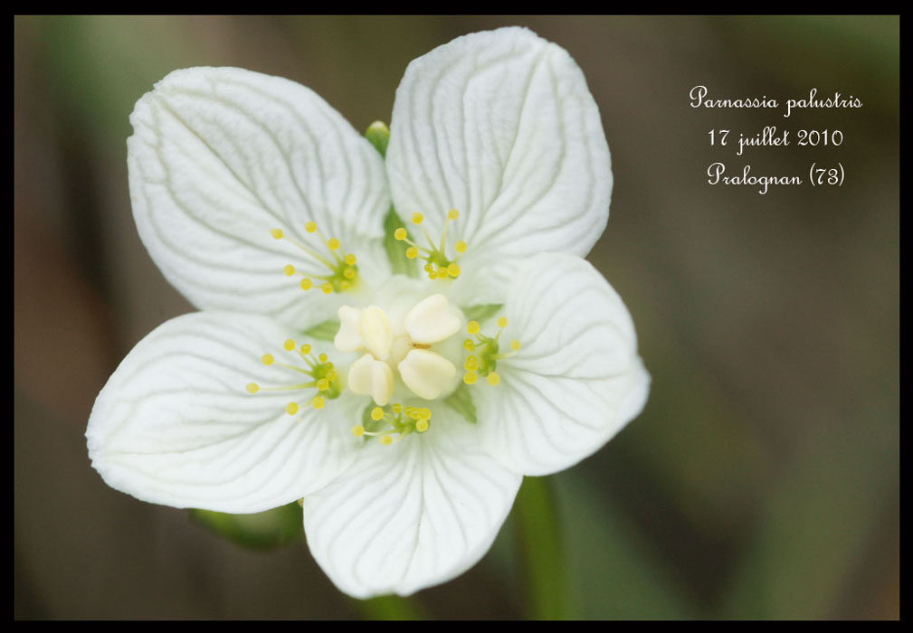 Parnassia-palustris