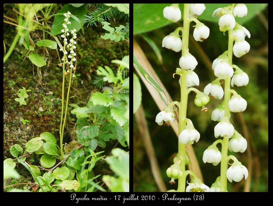 Pyrola-media