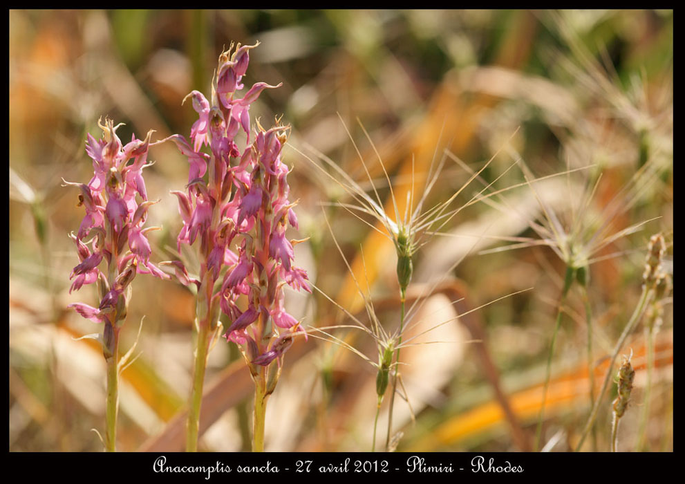 Anacamptis-sancta4