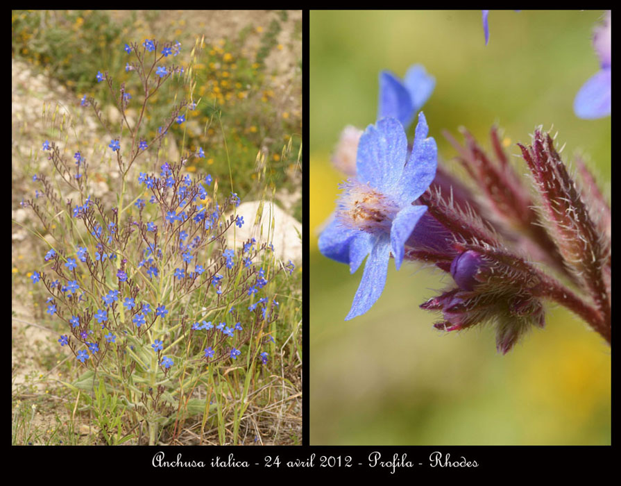 Anchusa-italica2