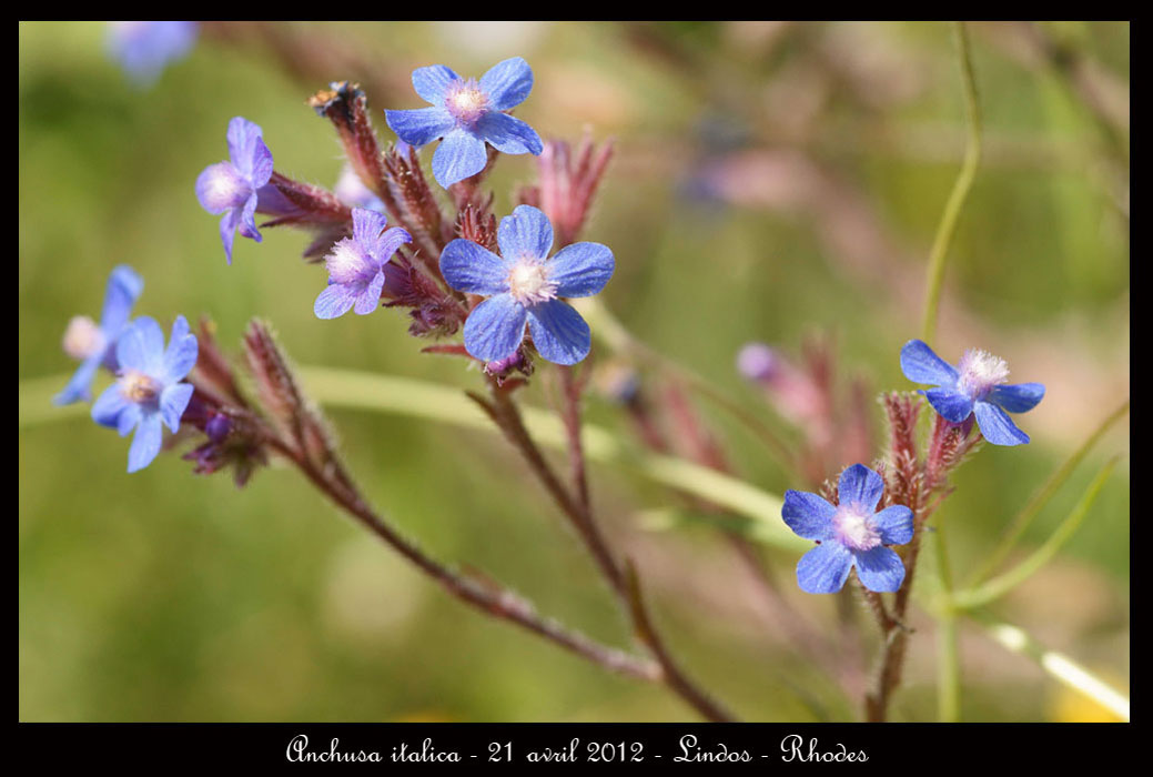 Anchusa-italica3