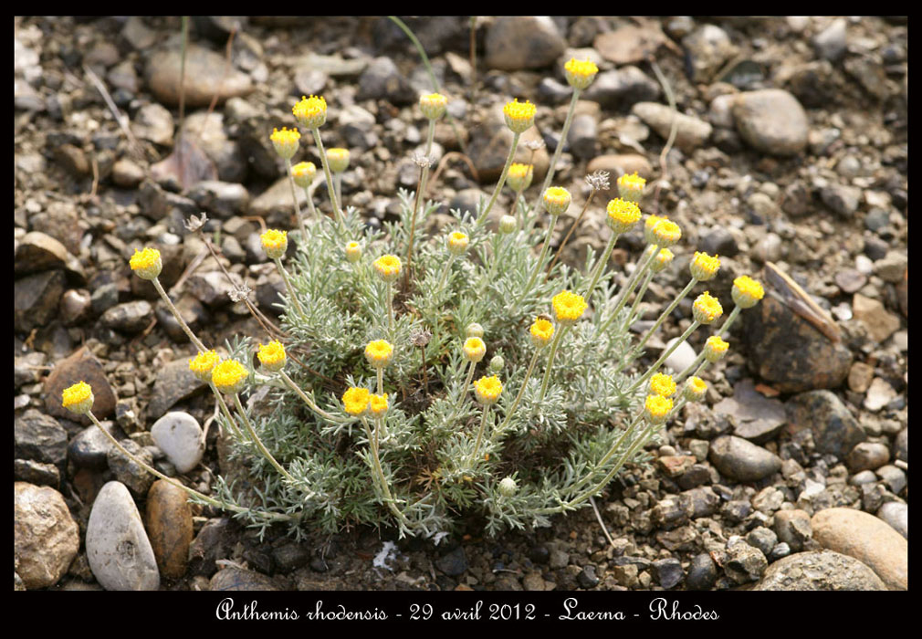 Anthemis-rhodensis