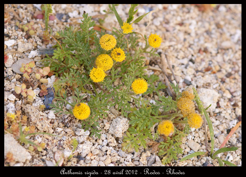 Anthemis-rigida