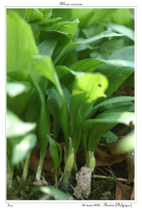 Allium ursinum2