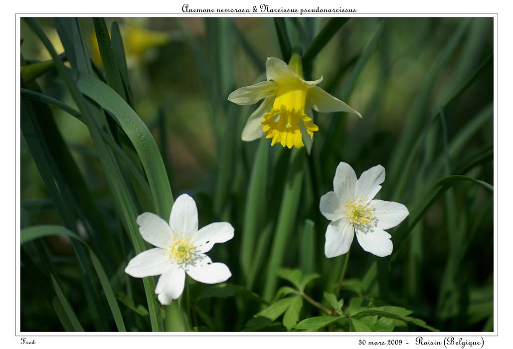 Anemone nemorosa & Narcissus pseudonarcissus