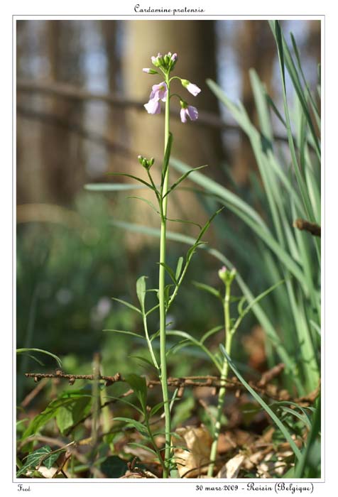 Cardamine pratensis2