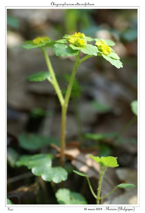 Chrysosplenium alternifolium