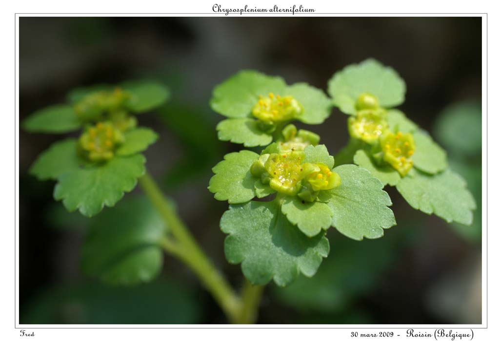 Chrysosplenium alternifolium3