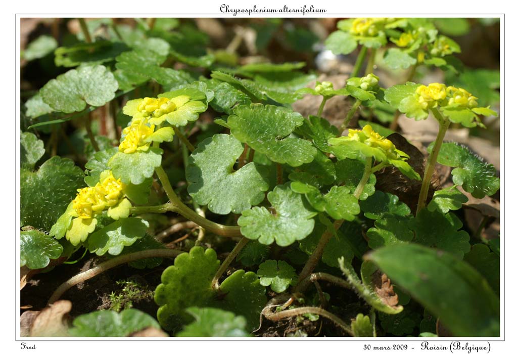 Chrysosplenium alternifolium6