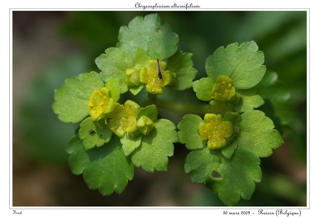 Chrysosplenium alternifolium7