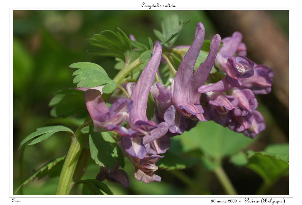 Corydalis solida