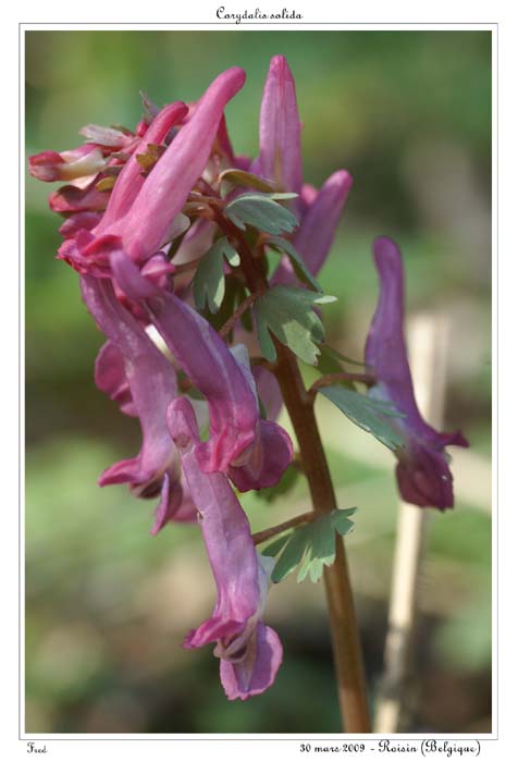 Corydalis solida10