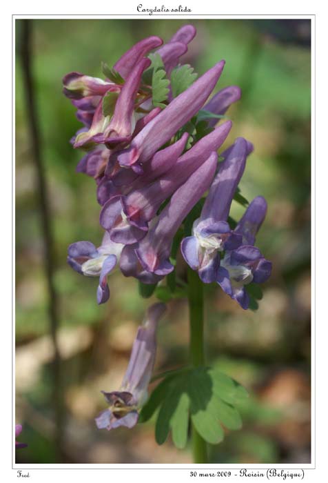 Corydalis solida11