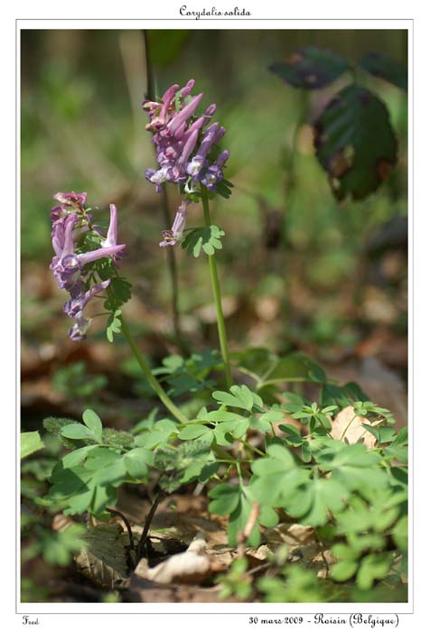 Corydalis solida12