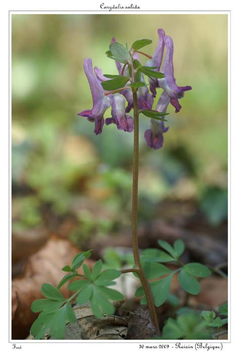 Corydalis solida13