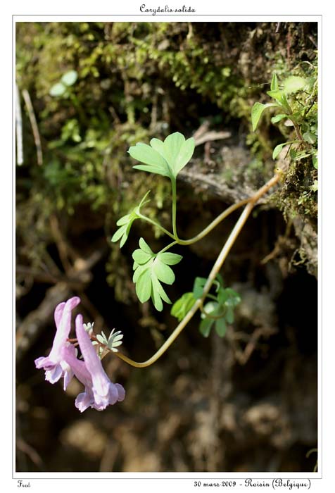 Corydalis solida14