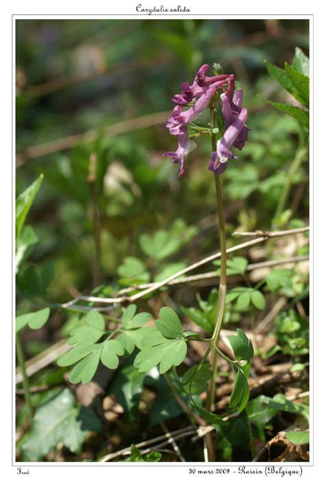 Corydalis solida15