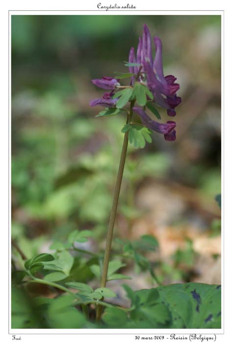 Corydalis solida8