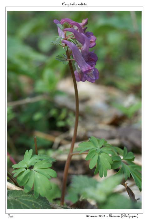 Corydalis solida9