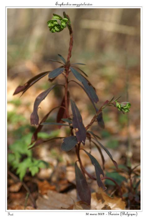 Euphorbia amygdaloides