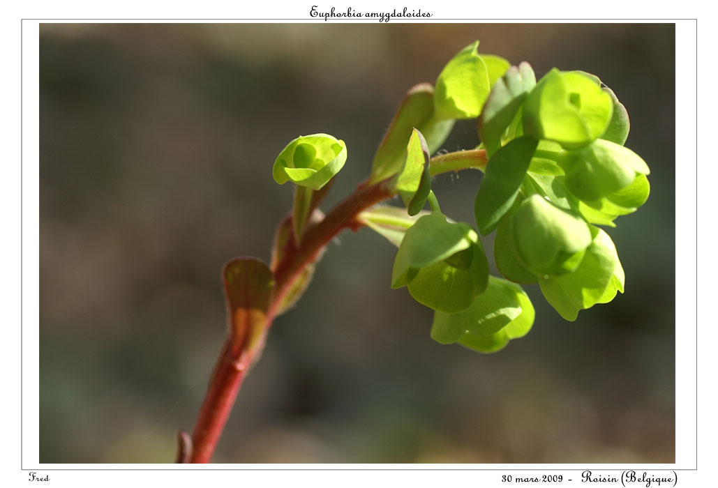 Euphorbia amygdaloides2