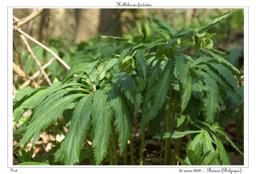 Helleborus foetidus2