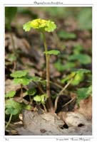 Chrysosplenium alternifolium2