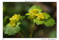 Chrysosplenium alternifolium4