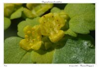 Chrysosplenium alternifolium5