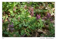 Corydalis solida2