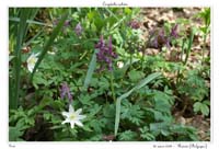 Corydalis solida3