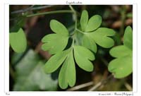 Corydalis solida4