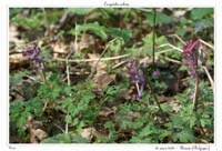 Corydalis solida5