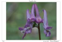 Corydalis solida6