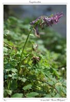 Corydalis solida7