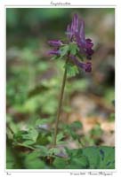 Corydalis solida8