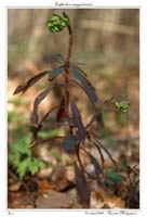 Euphorbia amygdaloides