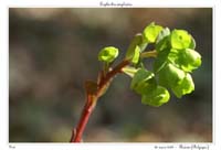 Euphorbia amygdaloides2