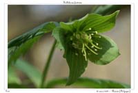 Helleborus foetidus3