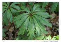 Helleborus foetidus4