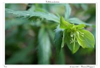 Helleborus foetidus5