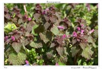 Lamium purpureum