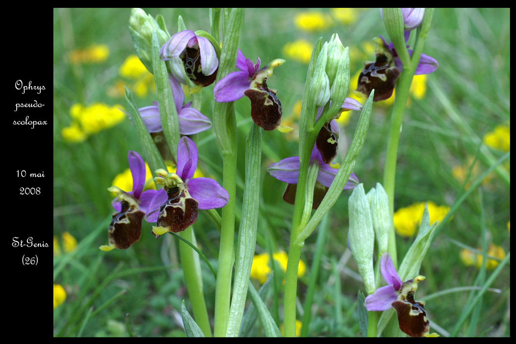 Ophrys pseudoscolopax 2030