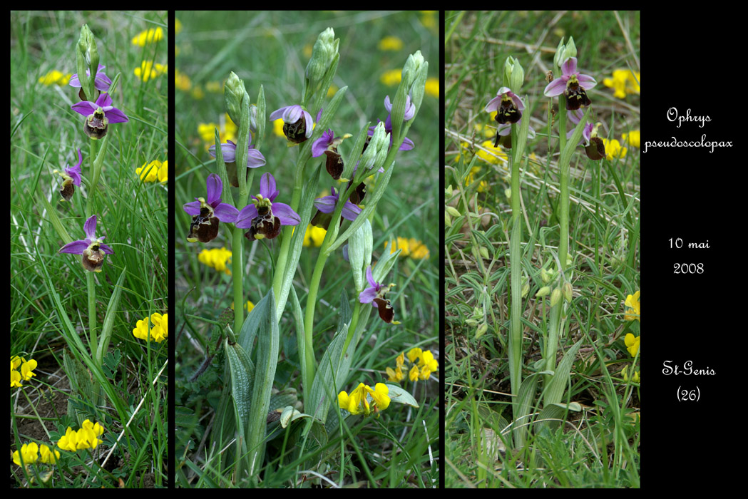 Ophrys pseudoscolopax2 2030