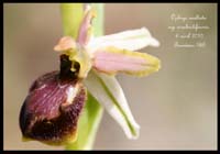 Ophrys-exaltata-ssp-arachnitiformis2