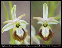 Ophrys-exaltata-ssp-arachnitiformis5