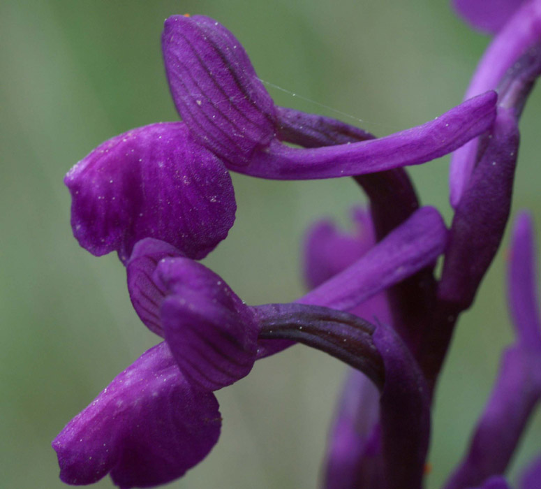 Anacamptis champagneuxi Autodrome 190407 (14)